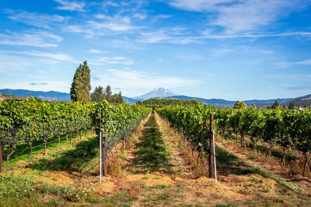 Domaine viticole à Ruffey-sur-Seille